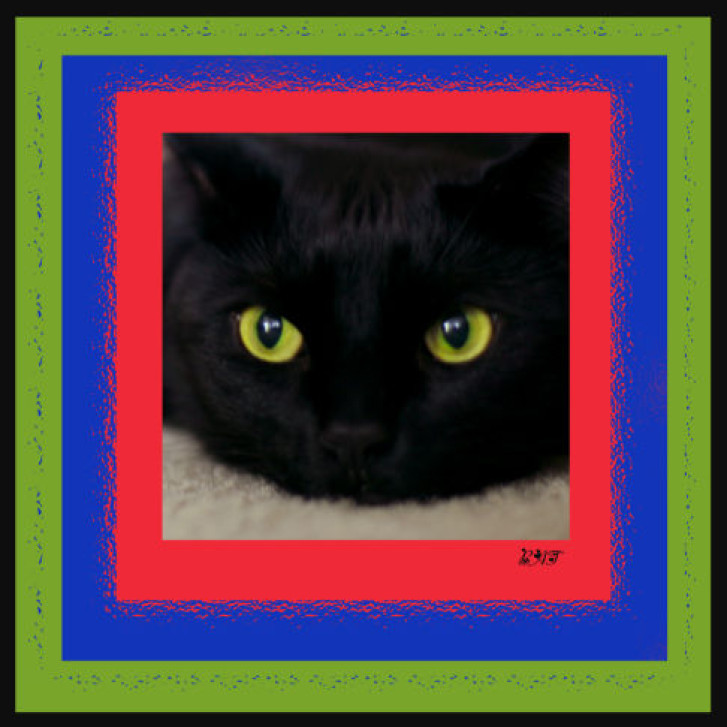 Picture of a cat / kitten / feline