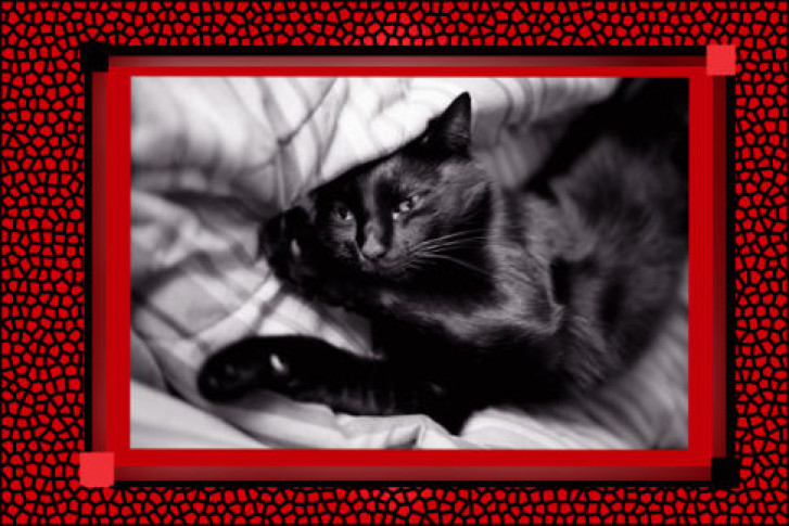 Picture of a cat / kitten / feline