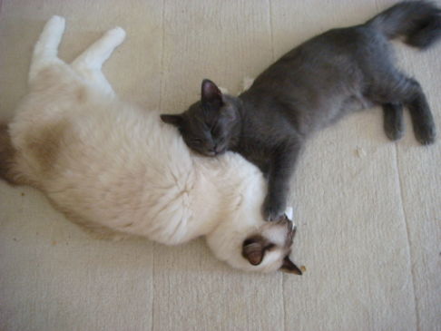 Picture of a cat / kitten / feline