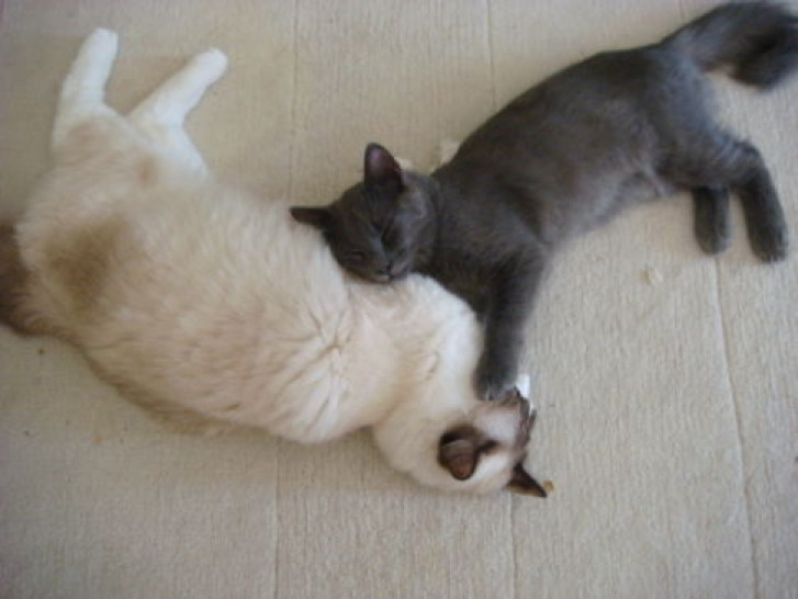 Picture of a cat / kitten / feline