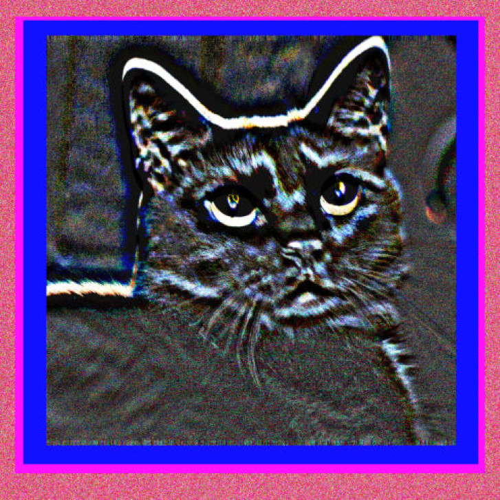 Picture of a cat / kitten / feline