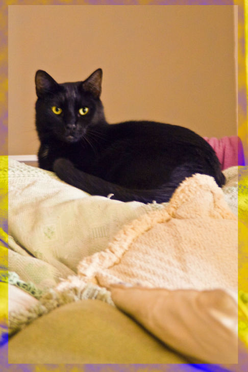 Picture of a cat / kitten / feline