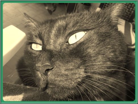 Picture of a cat / kitten / feline