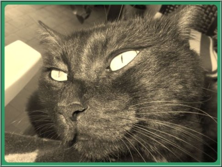 Picture of a cat / kitten / feline