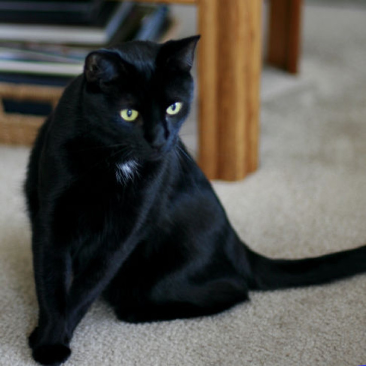 Picture of a cat / kitten / feline