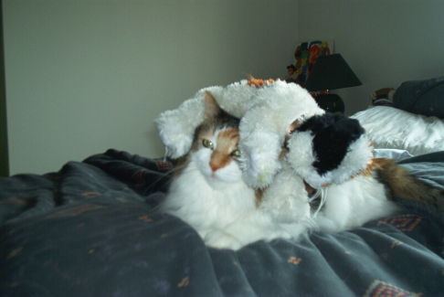 Picture of a cat / kitten / feline