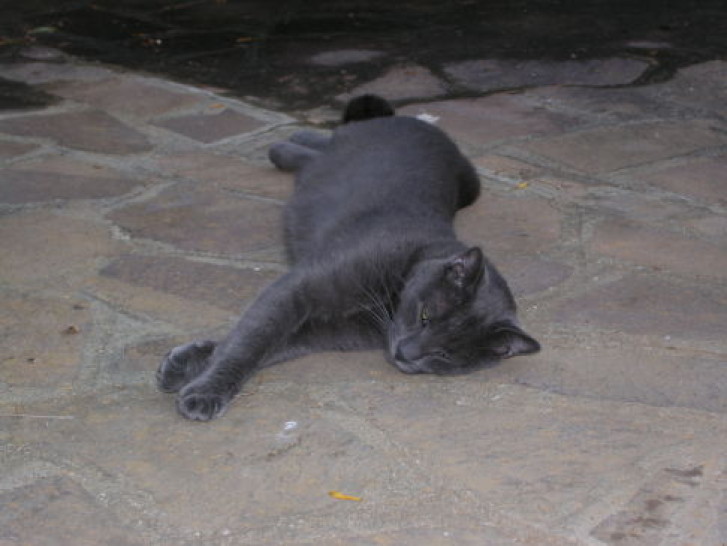 Picture of a cat / kitten / feline