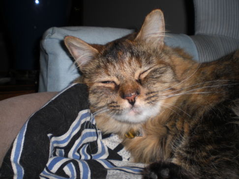 Picture of a cat / kitten / feline