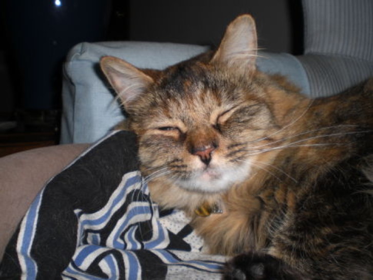 Picture of a cat / kitten / feline