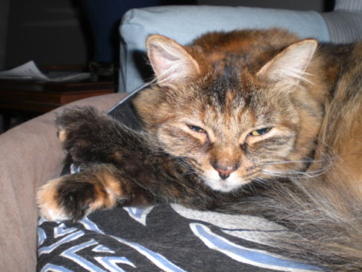 Picture of a cat / kitten / feline