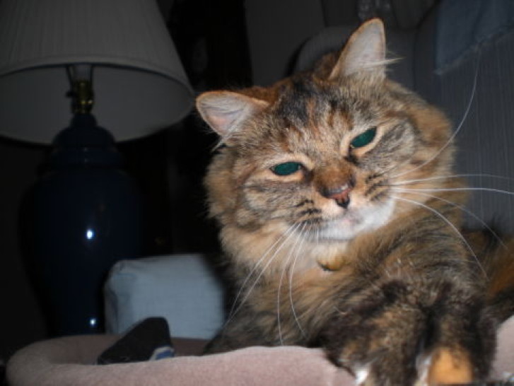 Picture of a cat / kitten / feline