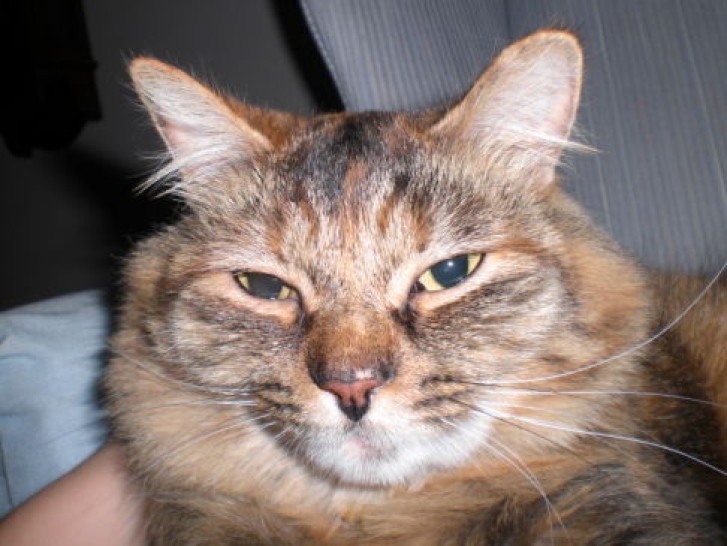 Picture of a cat / kitten / feline