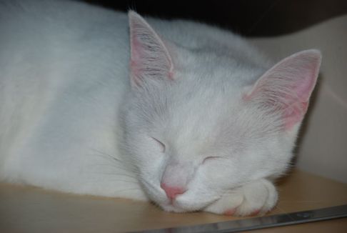 Picture of a cat / kitten / feline