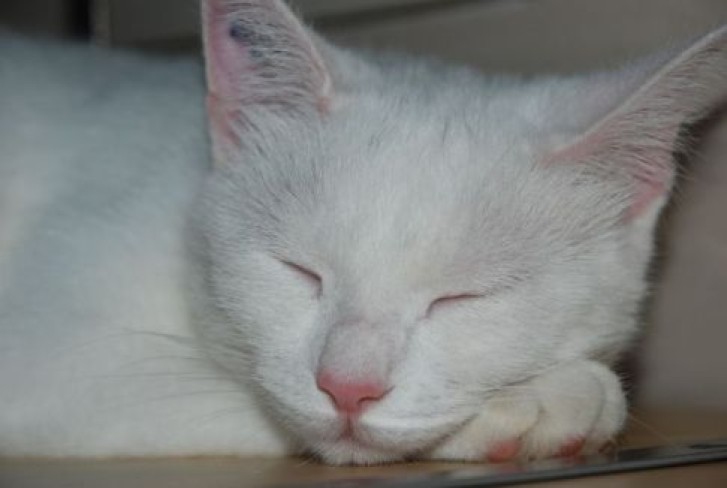 Picture of a cat / kitten / feline