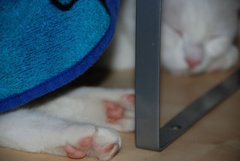 Picture of a cat / kitten / feline