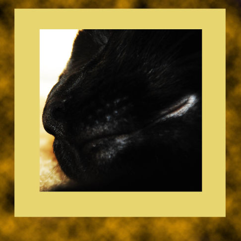 Picture of a cat / kitten / feline