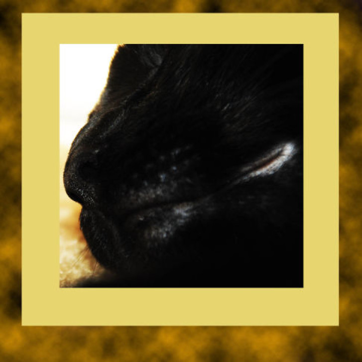 Picture of a cat / kitten / feline