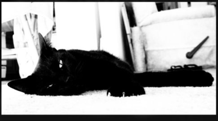 Picture of a cat / kitten / feline