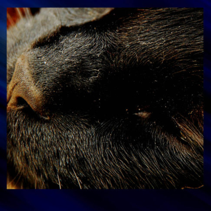 Picture of a cat / kitten / feline