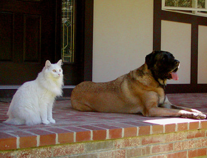 Picture of a cat / kitten / feline