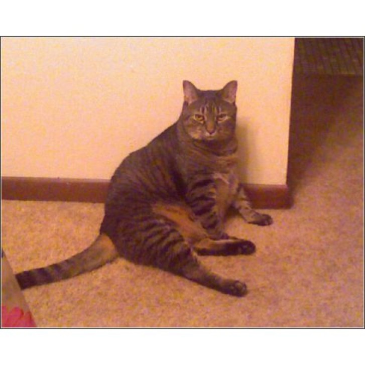 Picture of a cat / kitten / feline