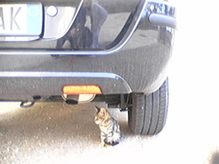 Picture of a cat / kitten / feline