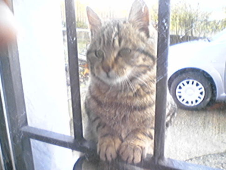 Picture of a cat / kitten / feline