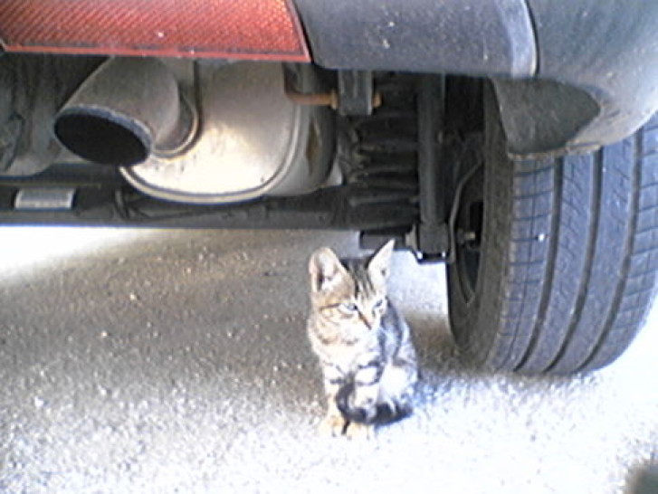 Picture of a cat / kitten / feline