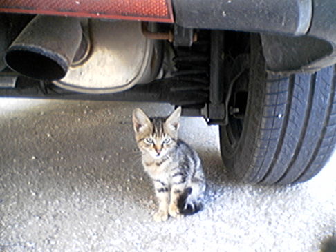 Picture of a cat / kitten / feline