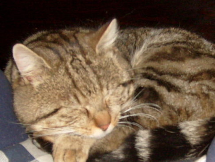 Picture of a cat / kitten / feline