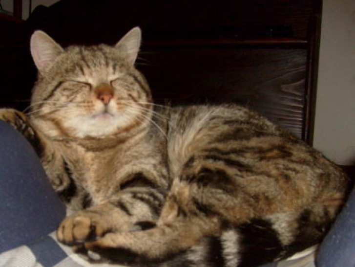 Picture of a cat / kitten / feline