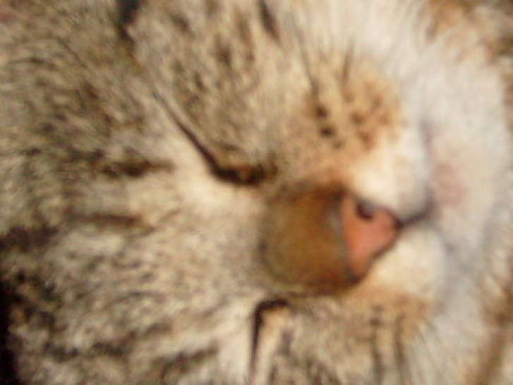 Picture of a cat / kitten / feline