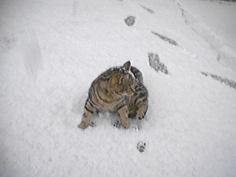 Picture of a cat / kitten / feline