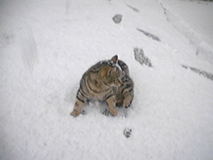 Picture of a cat / kitten / feline