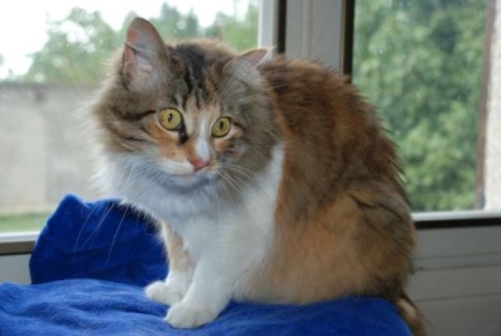 Picture of a cat / kitten / feline