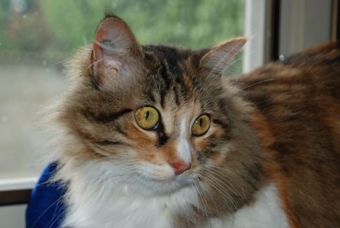 Picture of a cat / kitten / feline