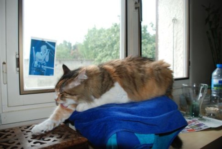 Picture of a cat / kitten / feline