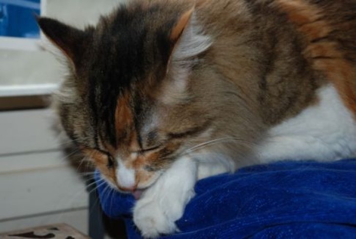 Picture of a cat / kitten / feline