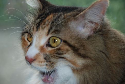 Picture of a cat / kitten / feline