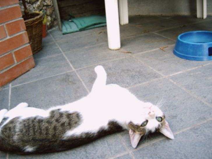 Picture of a cat / kitten / feline