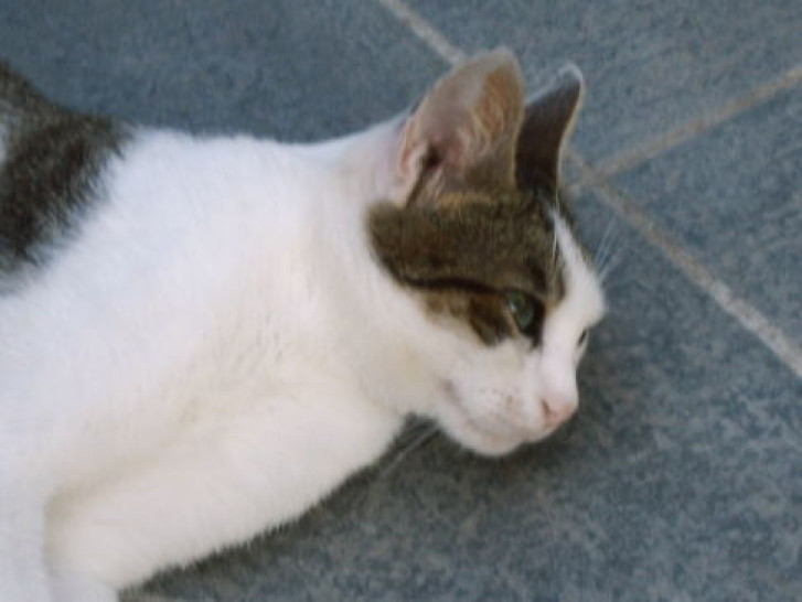 Picture of a cat / kitten / feline