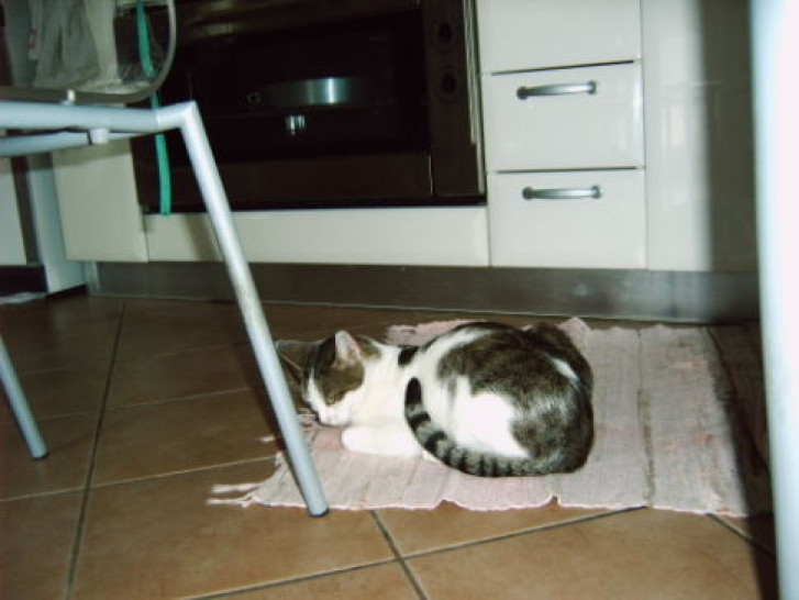 Picture of a cat / kitten / feline