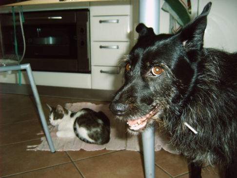 Picture of a cat / kitten / feline