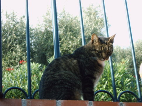 Picture of a cat / kitten / feline