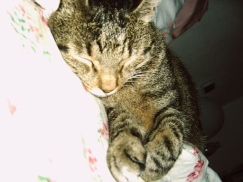 Picture of a cat / kitten / feline