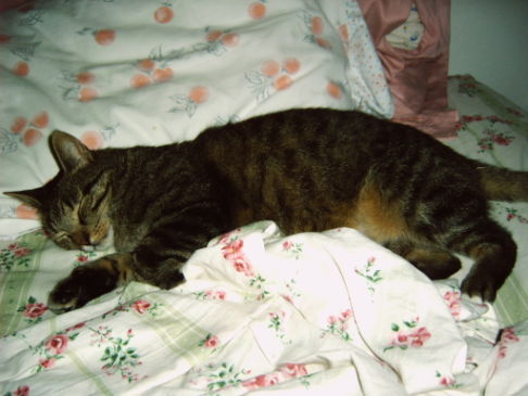 Picture of a cat / kitten / feline