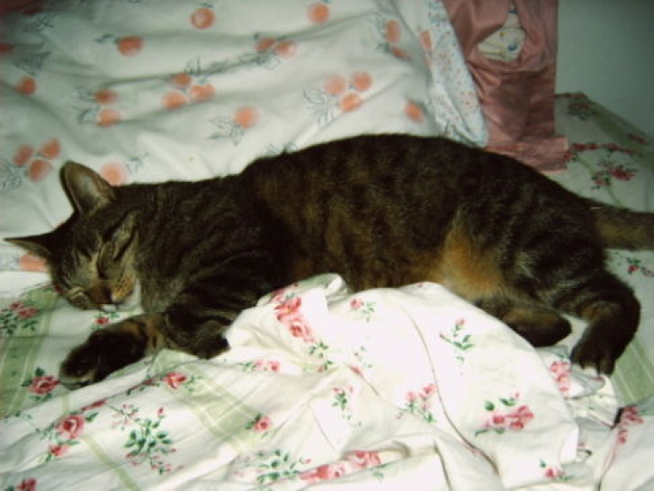 Picture of a cat / kitten / feline