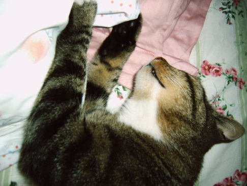 Picture of a cat / kitten / feline