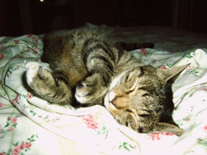 Picture of a cat / kitten / feline