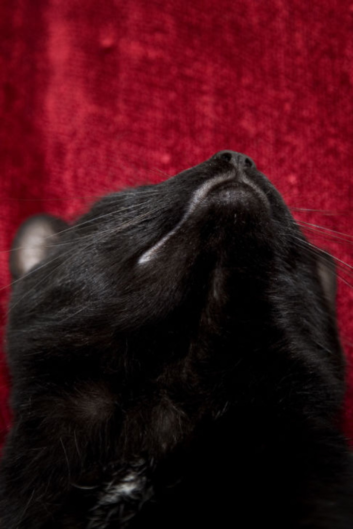 Picture of a cat / kitten / feline